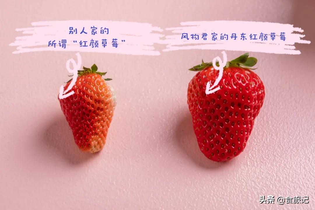 丹东红颜牛奶草莓为什么会火？