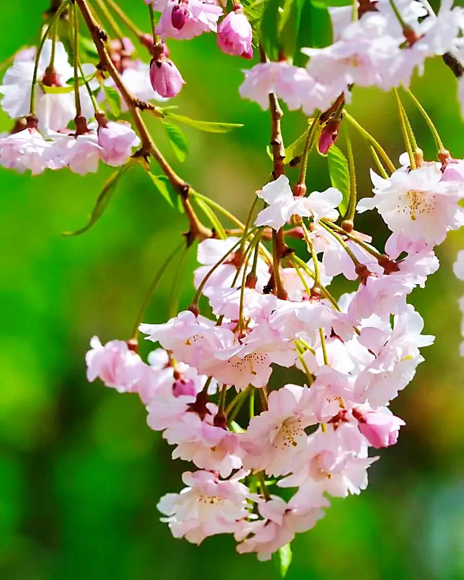 中国最稀少樱花品种阳光樱,樱花品种推荐之迎春樱