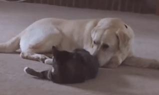 猫咪肛门腺需要治疗吗,猫咪肛门腺发炎症状