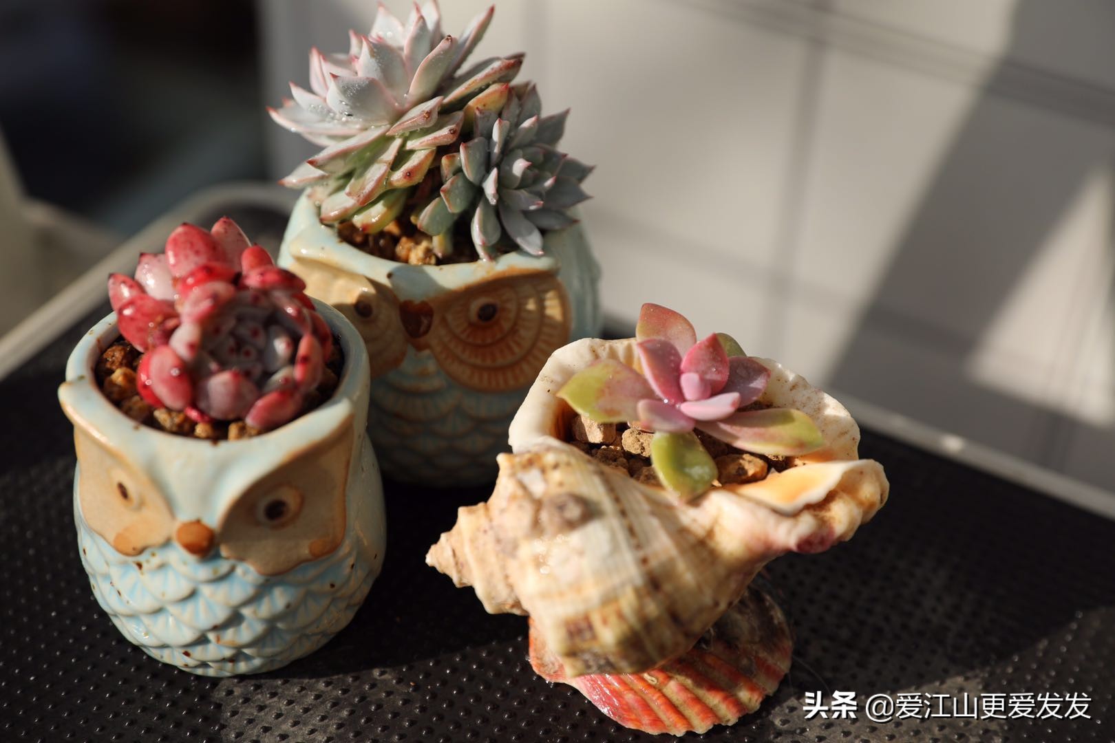 海螺贝壳多肉,生蚝壳做多肉盆