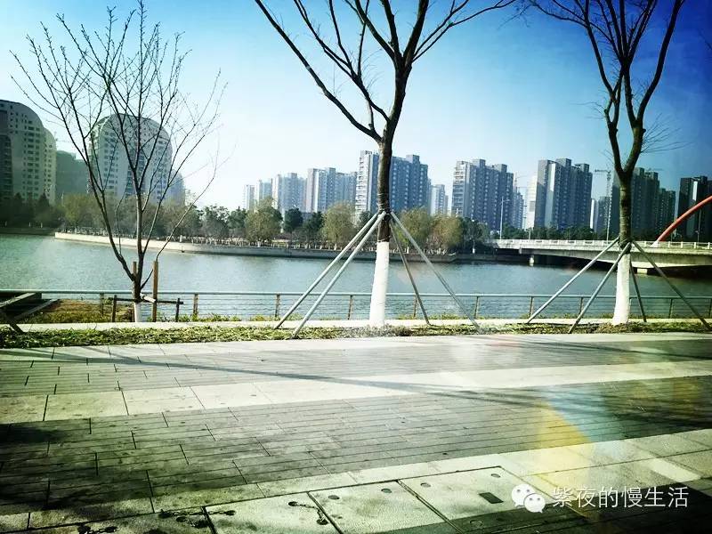 苏州带宠物去的古镇,苏州小众宠物乐园推荐