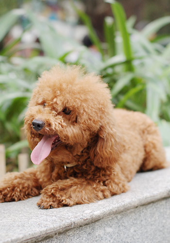孕妇能喂狗吗对胎儿有害吗,孕晚期孕妇跟宠物狗狗接触会怎样