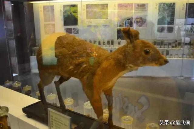 成都中医药大学,不能再低调了!