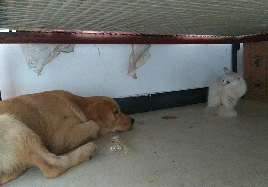 宠物安乐死让医生崩溃,宠物安乐死后主人责怪自己