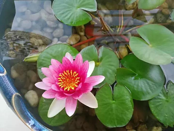 五月份被公认阳台最好养的10种花,喜阴耐旱适合室内养的50种花