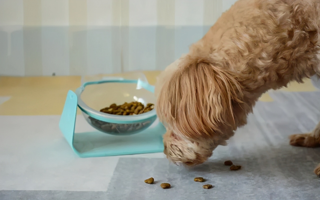 狗狗挑食特别严重怎么办,狗狗挑食最多能饿几天