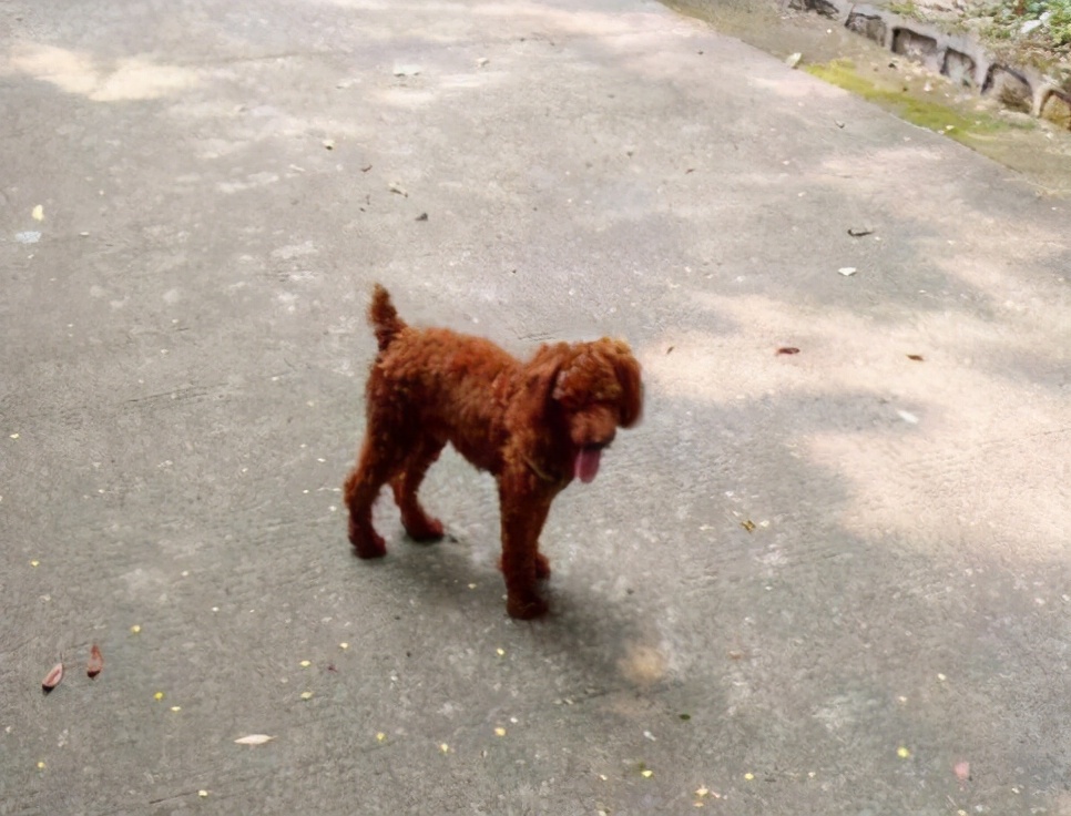 实不相瞒，泰迪犬“拆蛋”后会有这5个变化