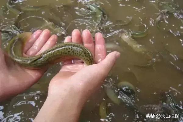养泥鳅一亩地可以达到多少产量,泥鳅养殖新模式高产量