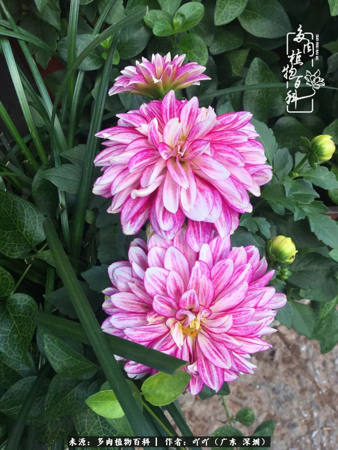 涓冨僵浜戝崡澶氳倝,浜戝崡澶氳倝涔嬫梾