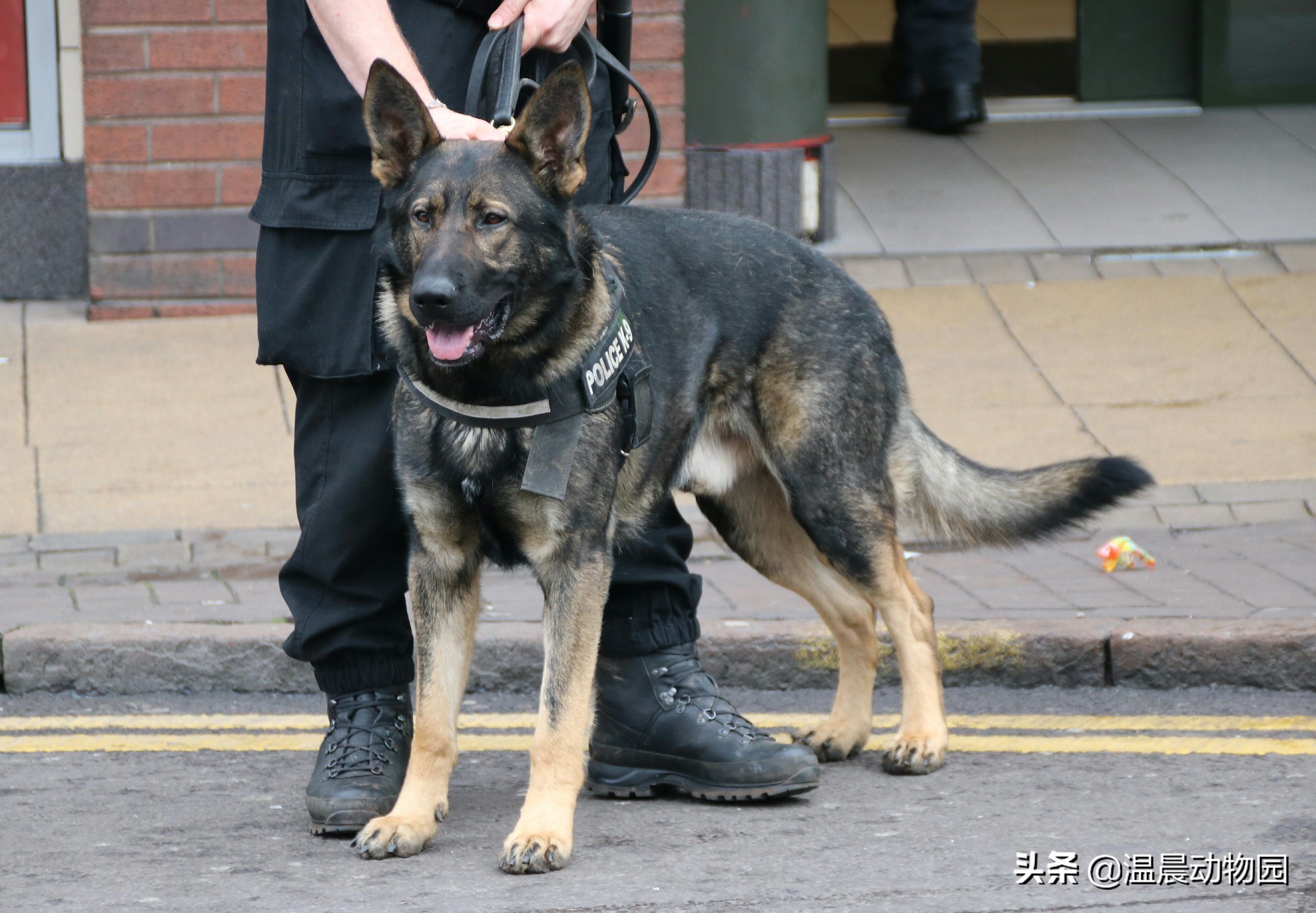 什么狗狗的品种是两个字相同的,可以识别狗狗品种的犬类