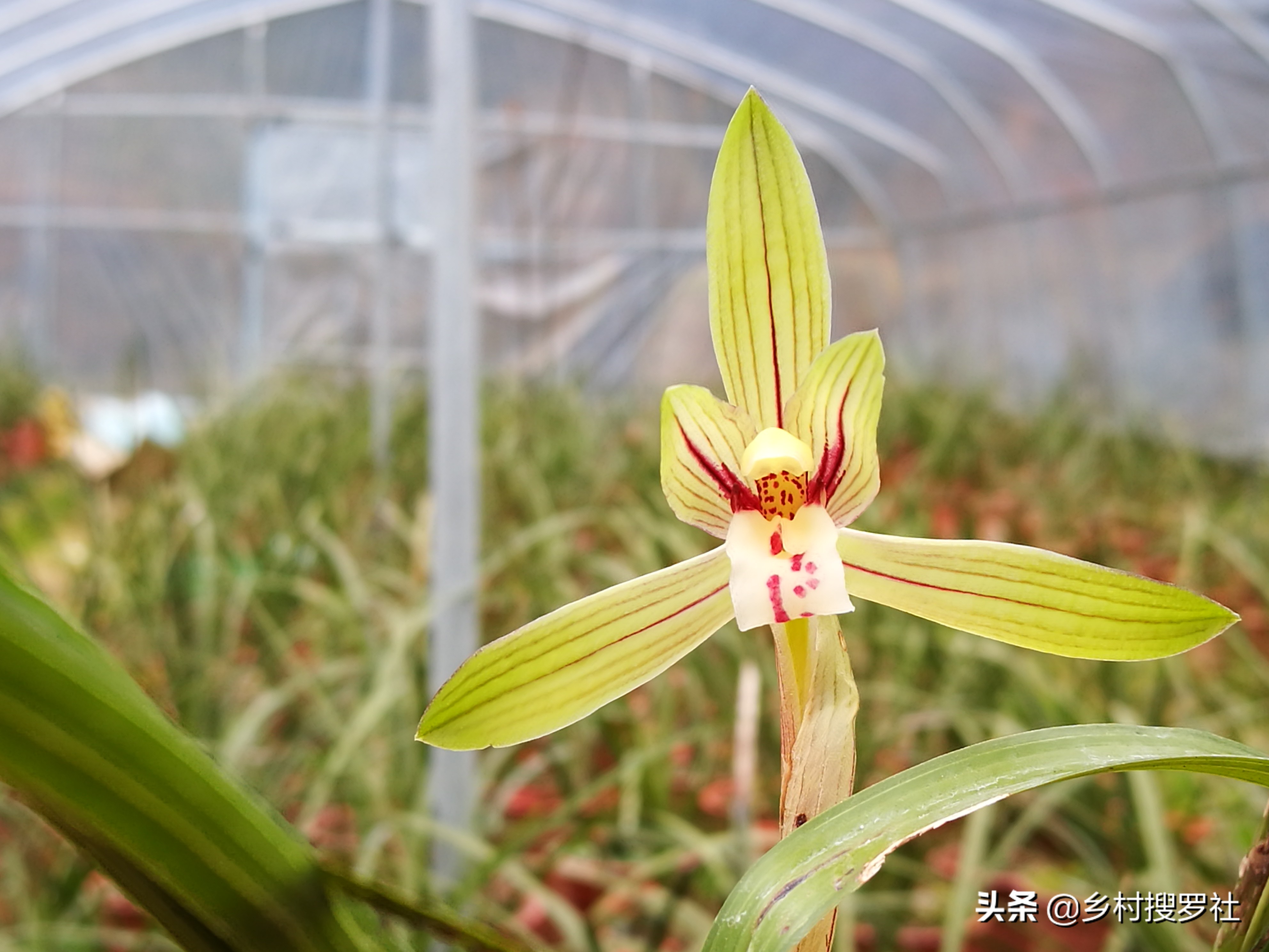 如何防止兰花生根发芽的方法,如何让兰花多发芽