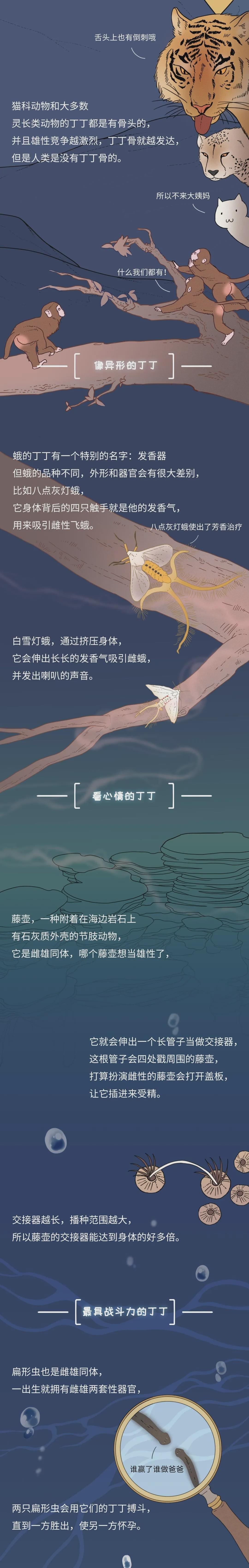 为什么同样是丁丁,差距却这么大?34cm竟然排垫底