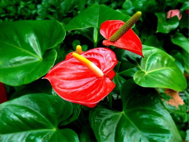 红掌的叶子上出现黄斑怎么办,红掌叶长黑斑什么原因