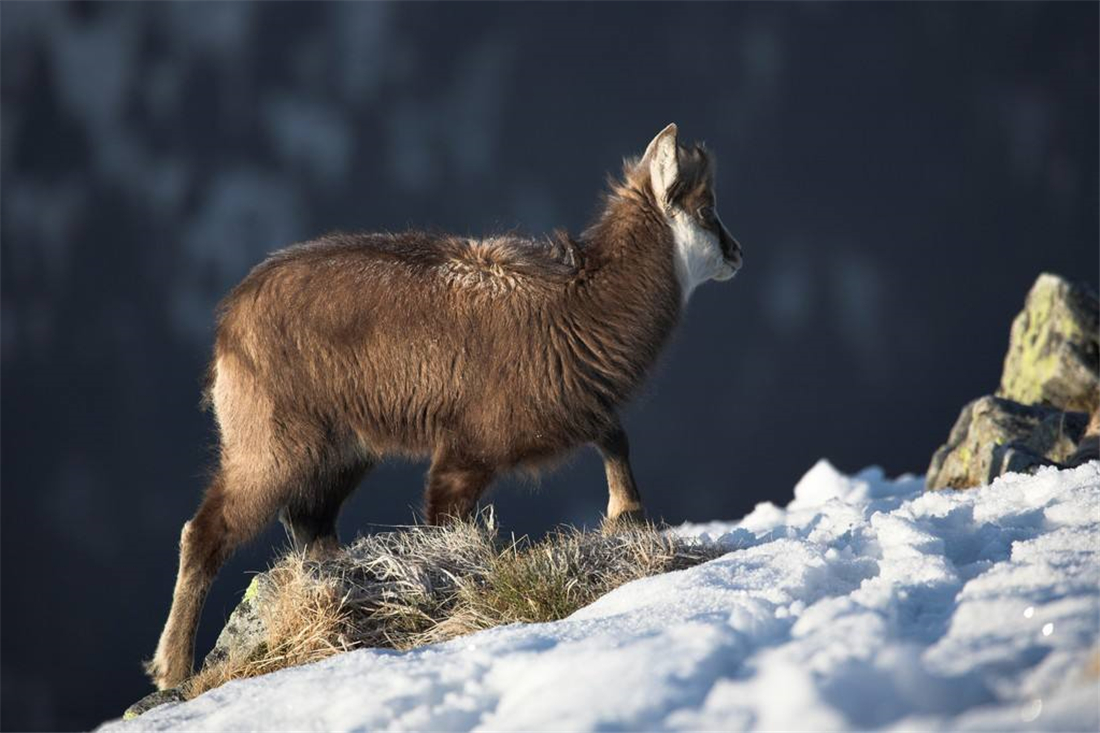 阿尔卑斯山出现一只羚羊,阿尔卑斯山三角峰