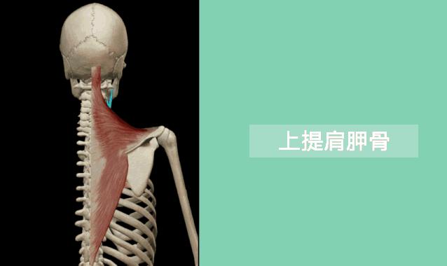 高低肩怎么健身矫正,驼背高低肩怎么矫正