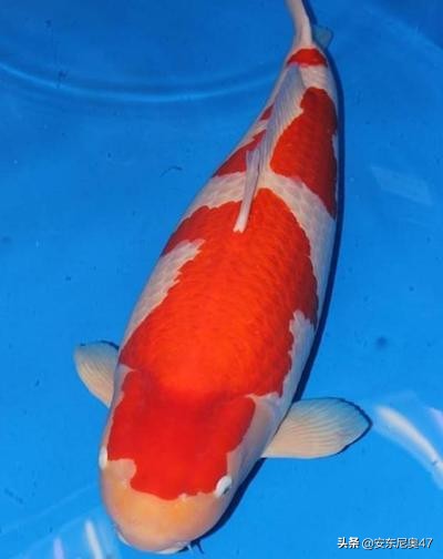 最昂贵的一条锦鲤,世界上最珍贵的锦鲤一条上千万元