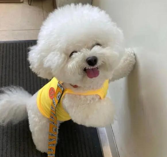 9款狗粮优缺点哪款适合你家狗,狗狗粮推荐排行榜