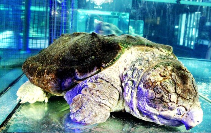 不同国家的凶猛鳄龟,真正的远古鳄龟