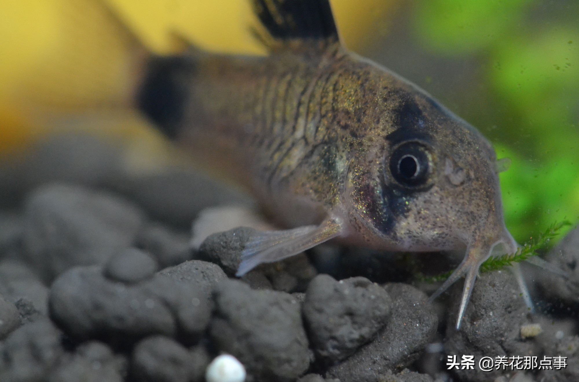 热带鱼生态鱼缸,热带鱼生态鱼缸养殖必备条件