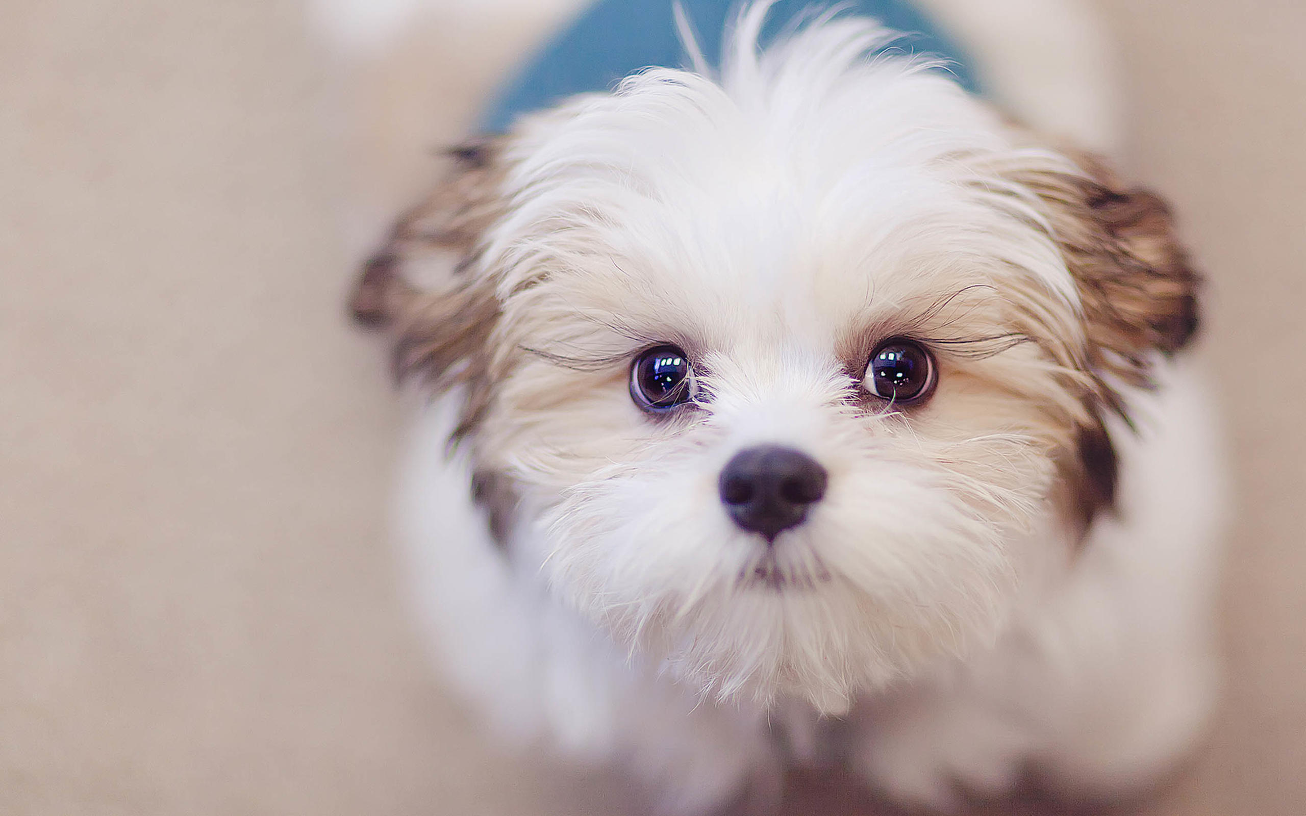 怀孕养狗狗的好处,有怀孕了一直养狗狗的吗