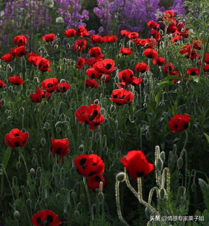 情感咨询师栗子姐微博,栗子姐情感问答07