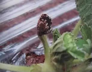 草莓芽尖枯了是不是烧苗了,草莓芽枯病用什么药