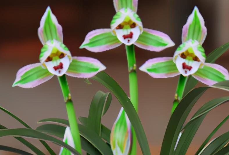 矮种建兰帝王妃开什么花,建兰帝王妃的种植方法