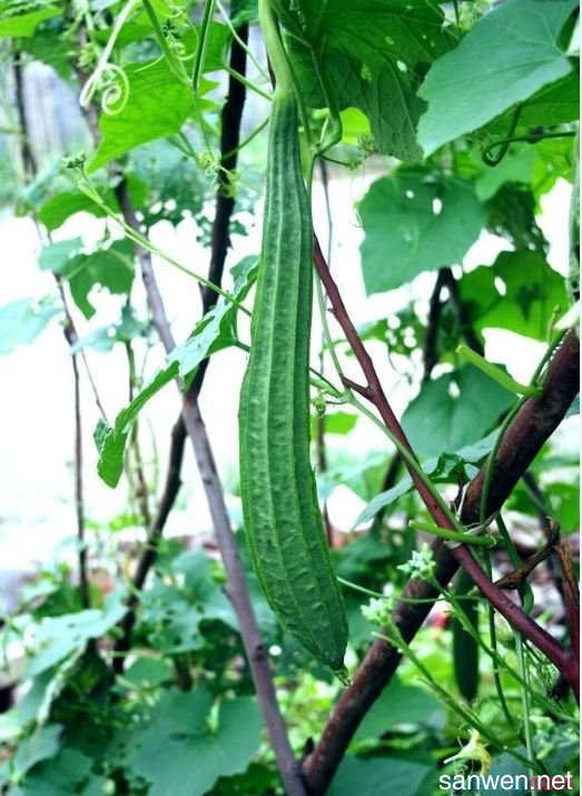 丝瓜曾在我的指背上游走,它默默无言,却做了一件大事