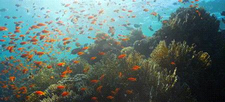 渔业危机纪录片,渔业阴谋纪录片预告