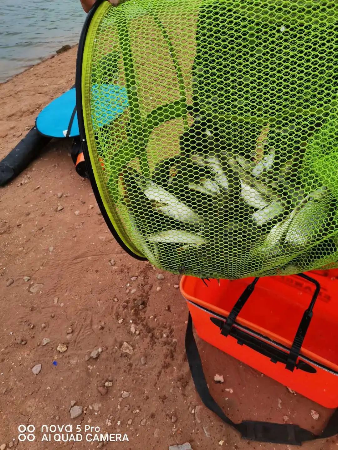 鲁班接待称“每天都可起10多斤的大草鱼”？