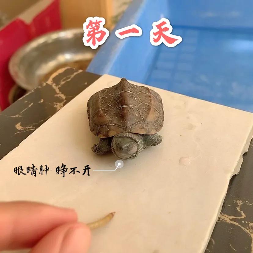 【养龟日记】乌龟白眼病🐢五天痊愈！
