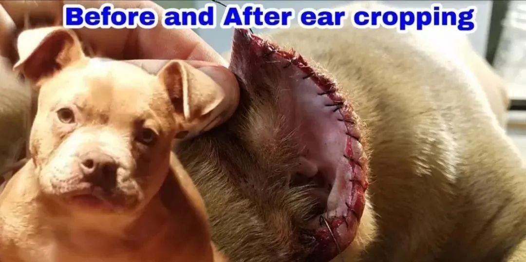 狗切除声带多久能恢复,狗声带切除教学