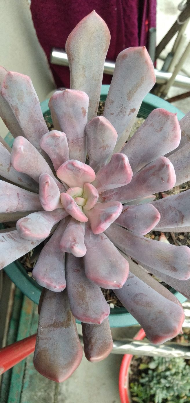 多肉爱神丘比特,多肉之象牙玉缀