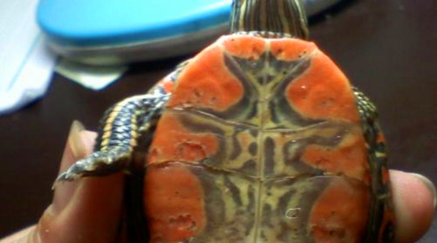 影响动物年龄鉴别的因素有哪些,影响乌龟个体差异的因素