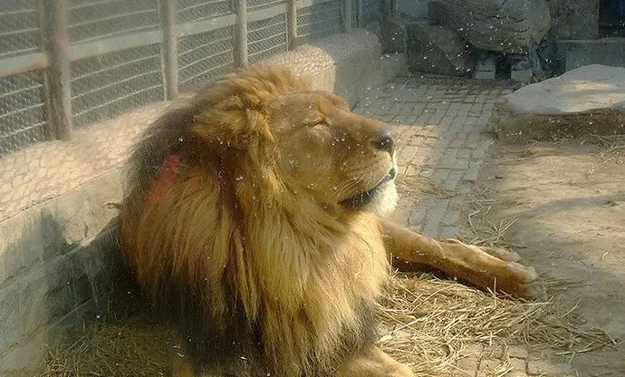 济南动物王国一日游详细攻略,济南一日游动物园