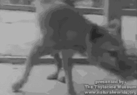 灭绝物种什么罪,灭绝动物的报应