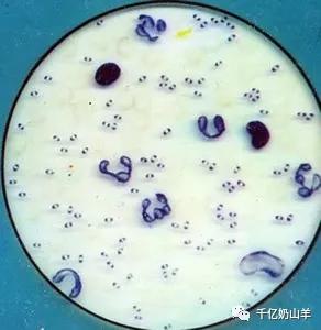 巴氏杆菌病防治视频,微课堂预防接种