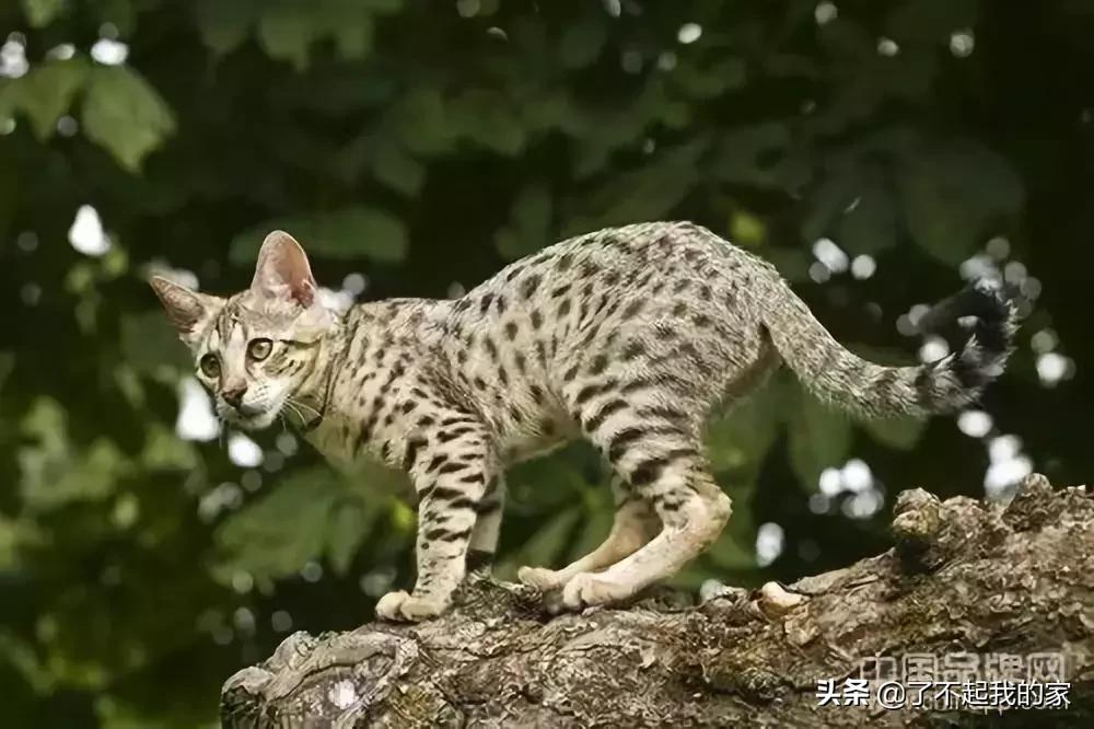 贵！贵！贵！贵！就算你一辈子不吃不喝也买不起！