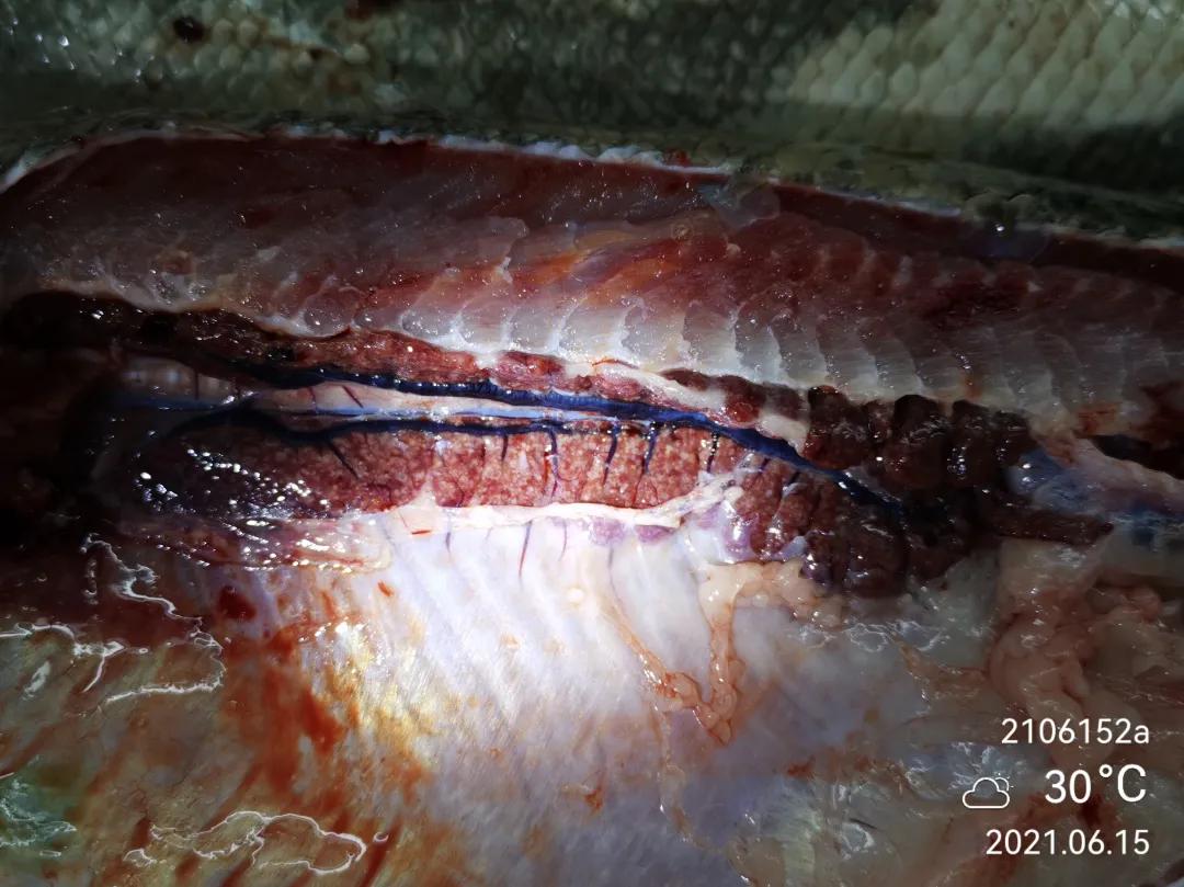 鱼得了肠炎还能活多久,生鱼烂身治疗