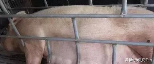 母猪预产期到了怎么不下仔猪,母猪过预产期7天仔猪能活吗