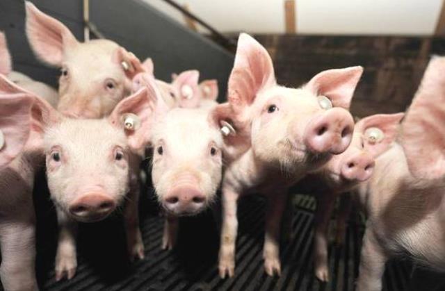 怎样养猪才能赚钱视频,怎样养猪才赚钱