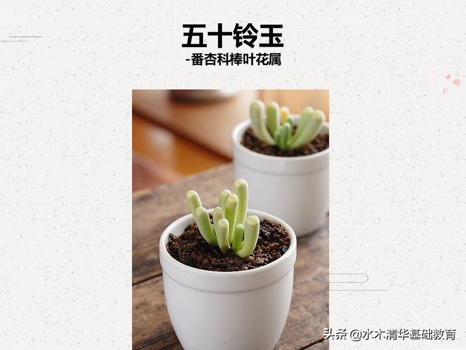 梦幻女王多肉植物百科图谱,原产地多肉植物图谱pdf