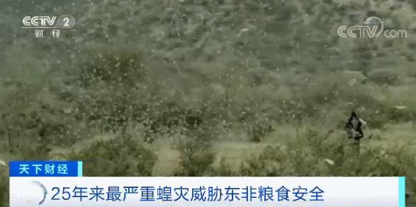 4000亿蝗虫为什么会出现,蝗虫为什么无法灭绝