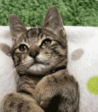 骆驼奶沙漠水乳,秋冬沙漠干皮水乳推荐