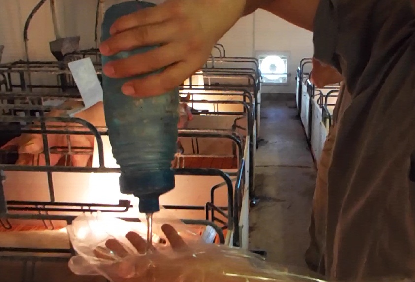 母猪管理的五大问题,养猪母猪管理