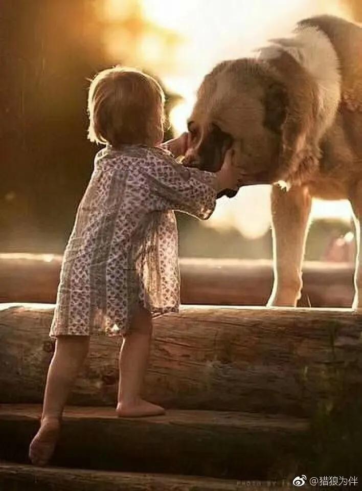 高加索犬猎狼犬图片,大高加索猎狼犬