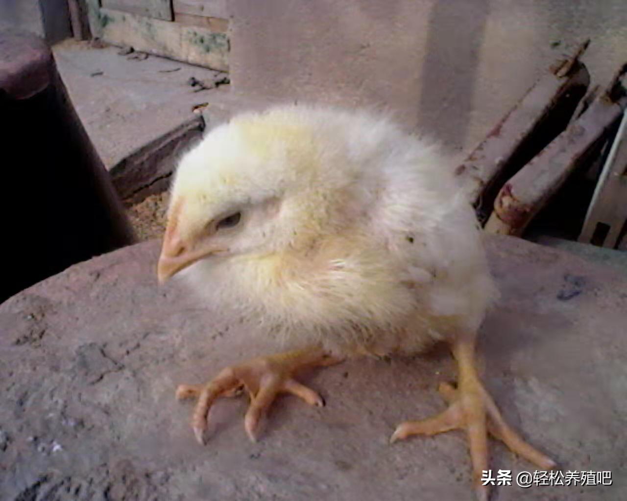鸡突然瘫痪是什么原因,鸡瘫痪站不起来的原因