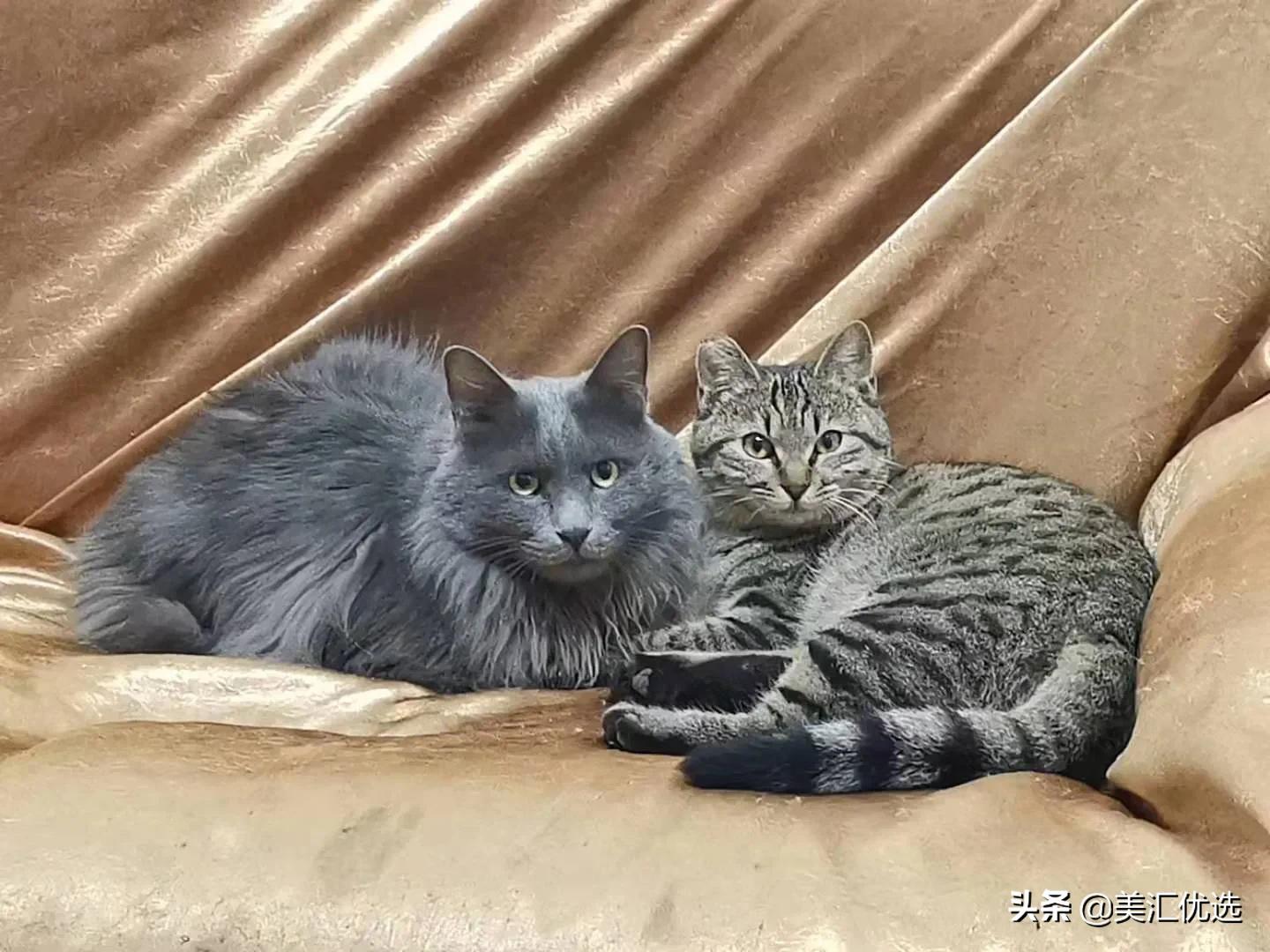 猫粮销量第一名,猫可以吃狗粮吗正确答案