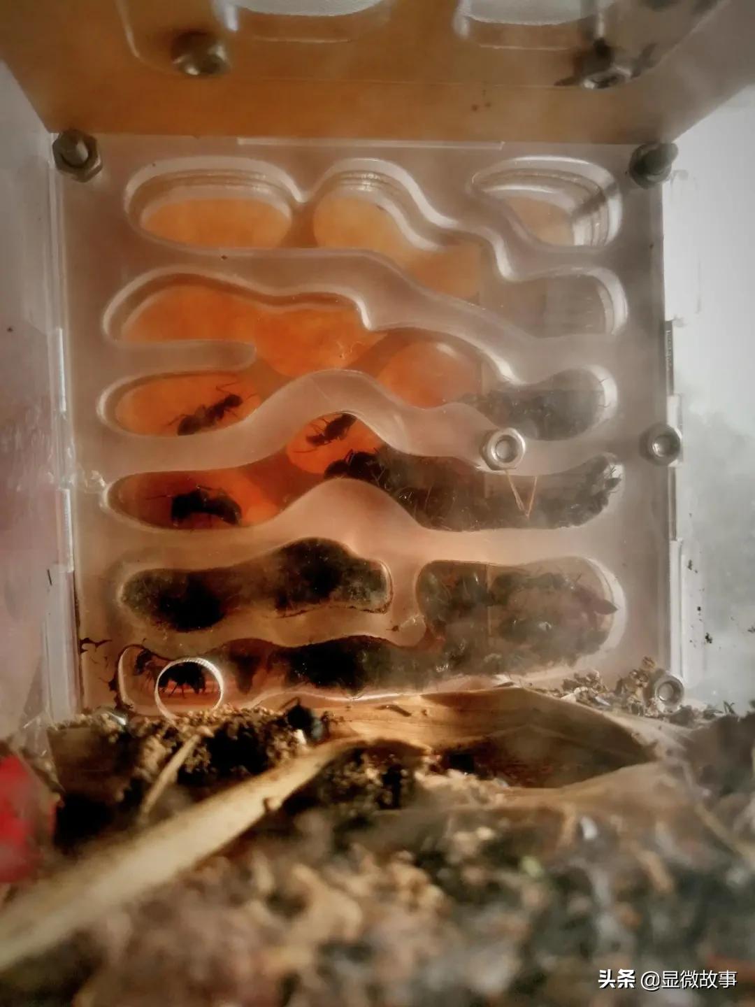 不粘人、难伺候、长得丑，但我就要养它