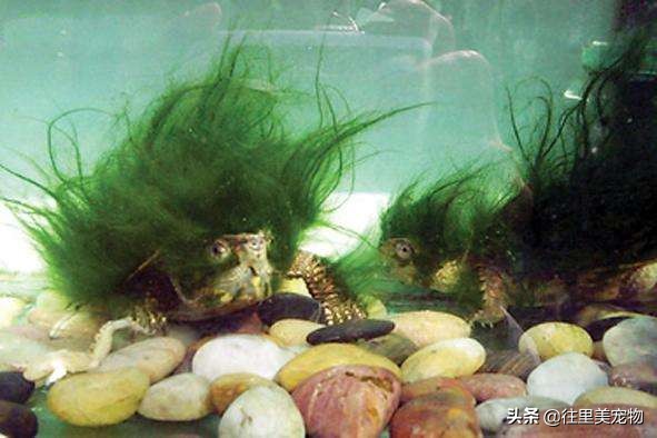 涓嶄細缂╁ご涔岄緹鏄粈涔堥緹,涓轰粈涔堝疇鐗╅緹濂藉儚缂╁ご涔岄緹